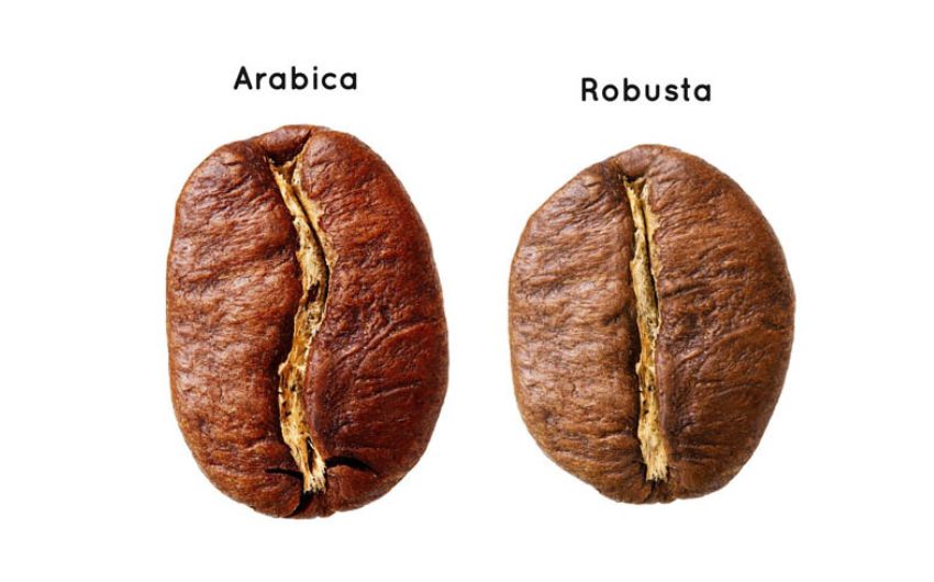 Hạt cà phê Robusta và Arabica
